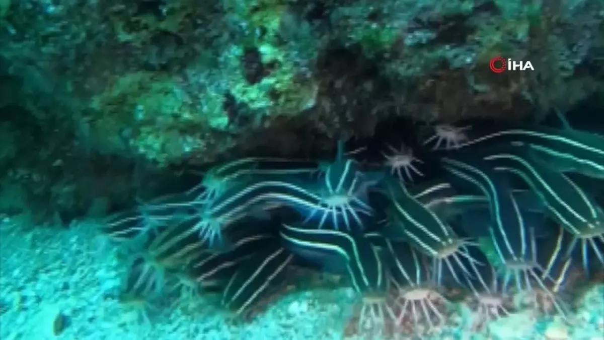 Antalya’da Zehirli Kedi Balığına Rastlandı